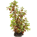 Superfish SF Art Plant Rotala (25cm) 8715897320019 A4070850