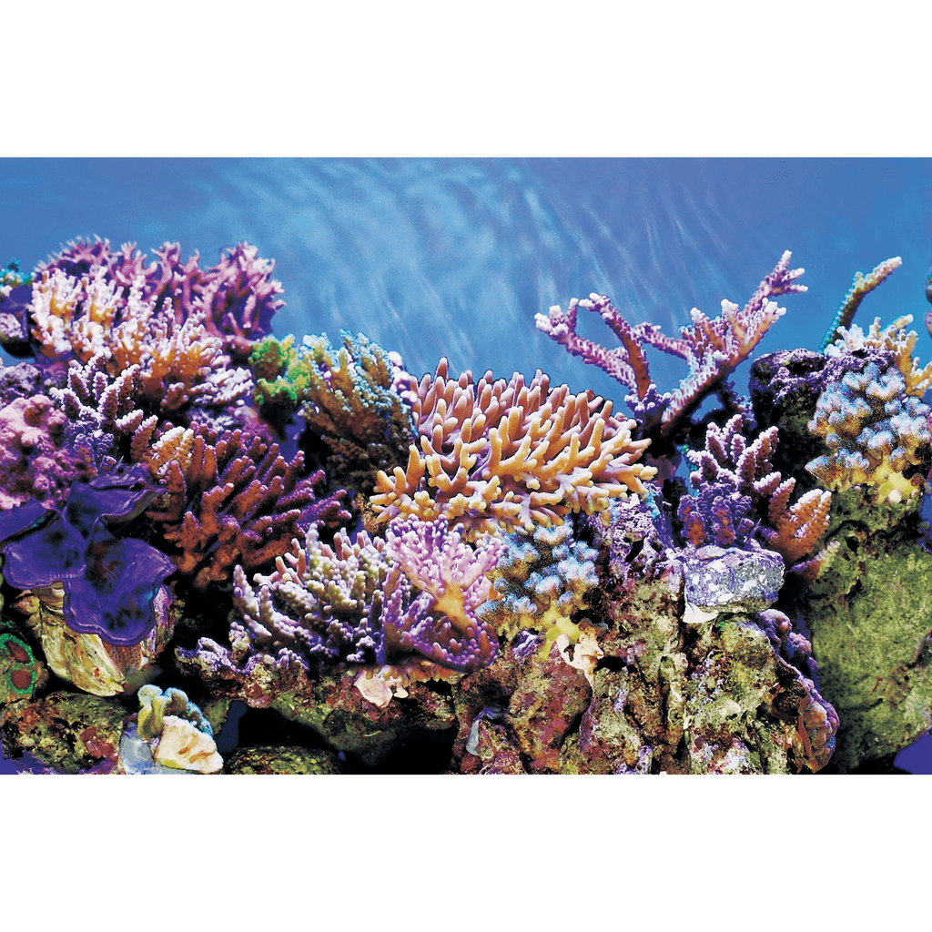 SF Deco Posters A1 Corals 60X30 Cm — FOUDEBASSIN.COM