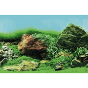 Superfish Poster d'aquarium SF Deco Posters C1 Racines,Plantes 60X30 Cm 8715897291630 A4072065