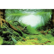 Superfish Poster d'aquarium SF Deco Posters C2 Racines,Plantes 60X49 Cm 8715897291647 A4072070