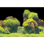 Superfish Poster d'aquarium SF Deco Posters E2 Coraux sur rocher 60X49 Cm 8715897291760 A4072130