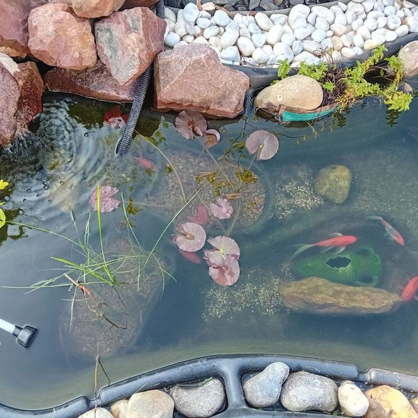 Le bassin de Gregory V., photo envoyée avec son avis