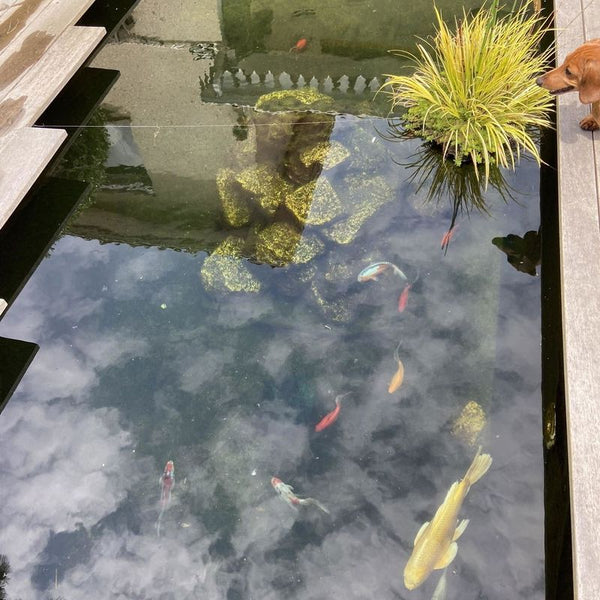 Le bassin de Monique M., photo envoyée avec son avis