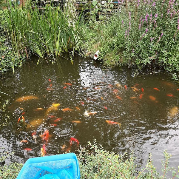 Le bassin de Ingrid Z., photo envoyée avec son avis