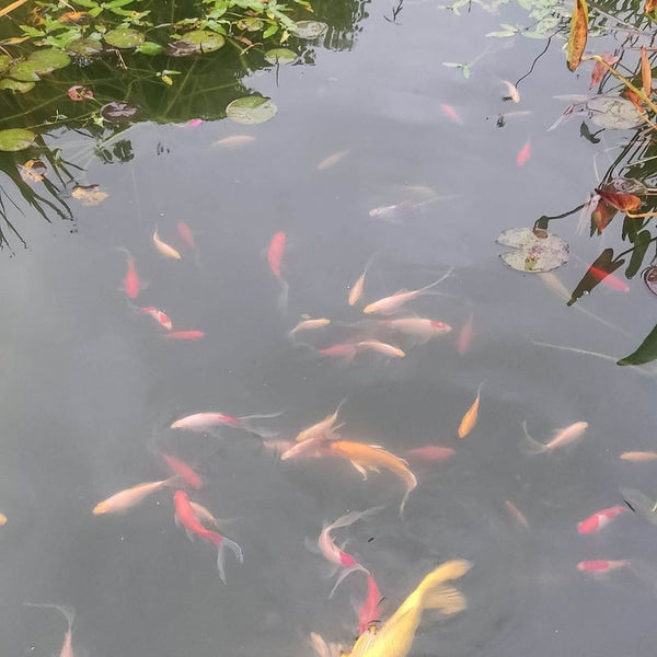 Le bassin de Armelle-Marie V., photo envoyée avec son avis